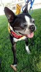 Boston Terrier Dogs for adoption in Priest River, ID, USA