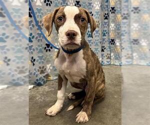 Labrador Retriever-Unknown Mix Dogs for adoption in Rosenberg, TX, USA
