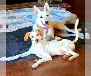 Pointer Dogs for adoption in Hoffman Estates, IL, USA