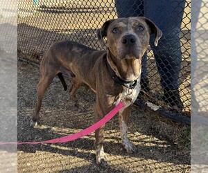 Catahoula Leopard Dog-Unknown Mix Dogs for adoption in San Antonio, TX, USA
