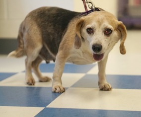 Medium Photo #1 Beagle Puppy For Sale in Rocky Mount, VA, USA
