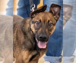 German Shepherd Dog-Unknown Mix Dogs for adoption in Issaquah, WA, USA