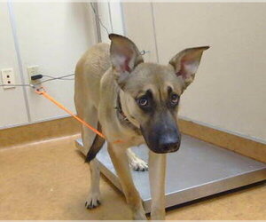 German Shepherd Dog-Unknown Mix Dogs for adoption in Sacramento, CA, USA