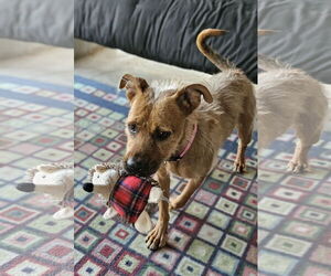 Border Terrier-Vizsla Mix Dogs for adoption in Chandler, AZ, USA