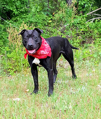 American Pit Bull Terrier-Labrador Retriever Mix Dogs for adoption in Social Circle, GA, USA