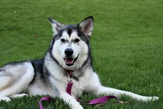 Alaskan Malamute Dogs for adoption in Uwchlan, PA, USA