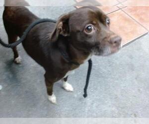 Chihuahua-Unknown Mix Dogs for adoption in Downey, CA, USA
