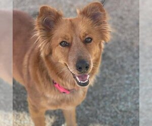 Gollie Dogs for adoption in San Diego, CA, USA