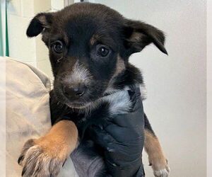 Mutt Dogs for adoption in Pueblo, CO, USA