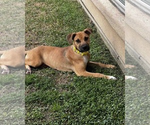 Boxer-Unknown Mix Dogs for adoption in Shreveport, LA, USA