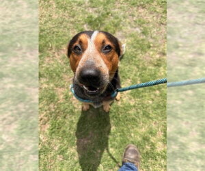 Mutt Dogs for adoption in Corpus Christi, TX, USA