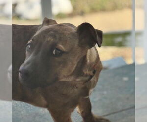 American Pit Bull Terrier Dogs for adoption in Louisville, KY, USA