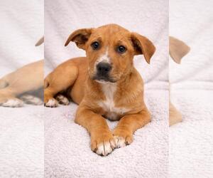 Labrenees Dogs for adoption in Rockwall, TX, USA