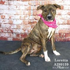 Bullboxer Pit Dogs for adoption in Conroe, TX, USA