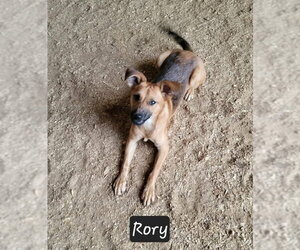 Mutt Dogs for adoption in Granbury, TX, USA