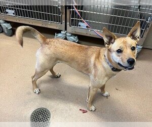 Mutt Dogs for adoption in Norco, CA, USA