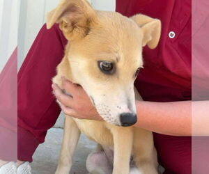 Labrador Retriever-Unknown Mix Dogs for adoption in Bristol, CT, USA