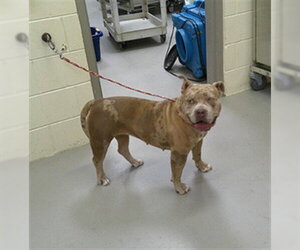 American Pit Bull Terrier-Unknown Mix Dogs for adoption in Sanford, FL, USA