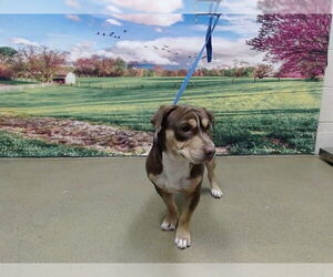 Basschshund Dogs for adoption in Moreno Valley, CA, USA