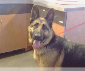 German Shepherd Dog Dogs for adoption in Sacramento, CA, USA