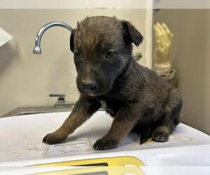 Doberman Pinscher-Unknown Mix Dogs for adoption in Visalia, CA, USA