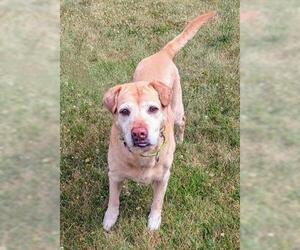 Golden Pei Dogs for adoption in Akron, OH, USA