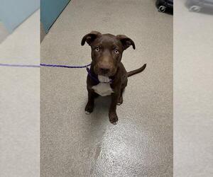 Labrador Retriever-Unknown Mix Dogs for adoption in Las Vegas, NV, USA