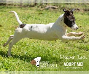 Jack Russell Terrier-Unknown Mix Dogs for adoption in Conyers, GA, USA
