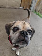 Puggle Dogs for adoption in Gloversville, NY, USA