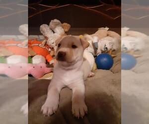 Medium Photo #1 Chinese Shar-Pei-Unknown Mix Puppy For Sale in Mechanicsburg, PA, USA