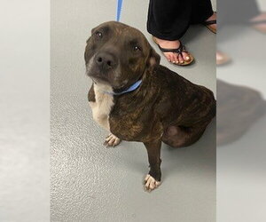 Mutt Dogs for adoption in St. Cloud, FL, USA