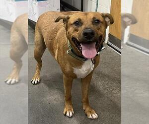 Labrador Retriever-Unknown Mix Dogs for adoption in Forestville, MD, USA