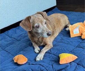 Dachshund Dogs for adoption in Weston, FL, USA