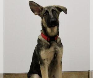 German Shepherd Dog Dogs for adoption in Longview, TX, USA