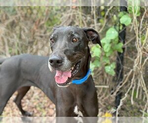 Great Dane Dogs for adoption in Waco, TX, USA
