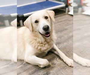Great Pyrenees Dogs for adoption in Rossville, TN, USA