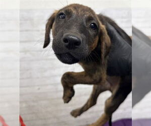 American Pit Bull Terrier-Unknown Mix Dogs for adoption in San Bernardino, CA, USA