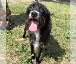 Border Terrier-Chihuahua Mix Dogs for adoption in Rockaway, NJ, USA