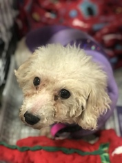 Bichon Frise Dogs for adoption in Akron, OH, USA