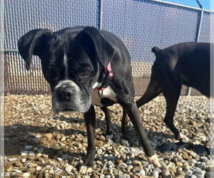 Boxer Dogs for adoption in Evansville, IN, USA