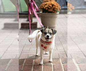 Eskimo-Chi Dogs for adoption in Chester, NJ, USA