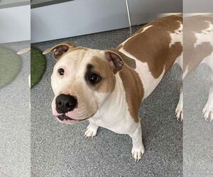 Mutt Dogs for adoption in Low Moor, VA, USA