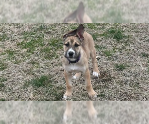 Great Dane-Siberian Husky Mix Dogs for adoption in Evansville, IN, USA