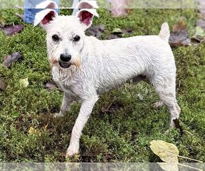 Mutt Dogs for adoption in Elmsford, NY, USA
