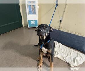 German Shepherd Dog-Unknown Mix Dogs for adoption in Pasadena, CA, USA