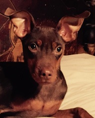 Miniature Pinscher Dogs for adoption in Waldron, AR, USA
