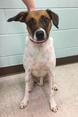 Medium Photo #1 Beagle-Unknown Mix Puppy For Sale in Fargo, ND, USA