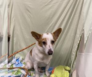 Pembroke Welsh Corgi-Unknown Mix Dogs for adoption in Modesto, CA, USA