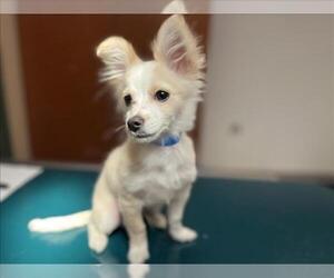 Papillon-Unknown Mix Dogs for adoption in Rancho Cucamonga, CA, USA