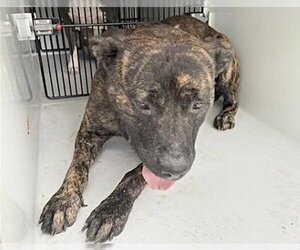 Mutt Dogs for adoption in Houston, TX, USA